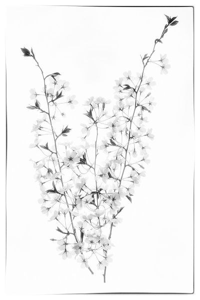 Looney, Hollice 아티스트의 Maryland-Bethesda Cherry blossoms in black and white작품입니다.